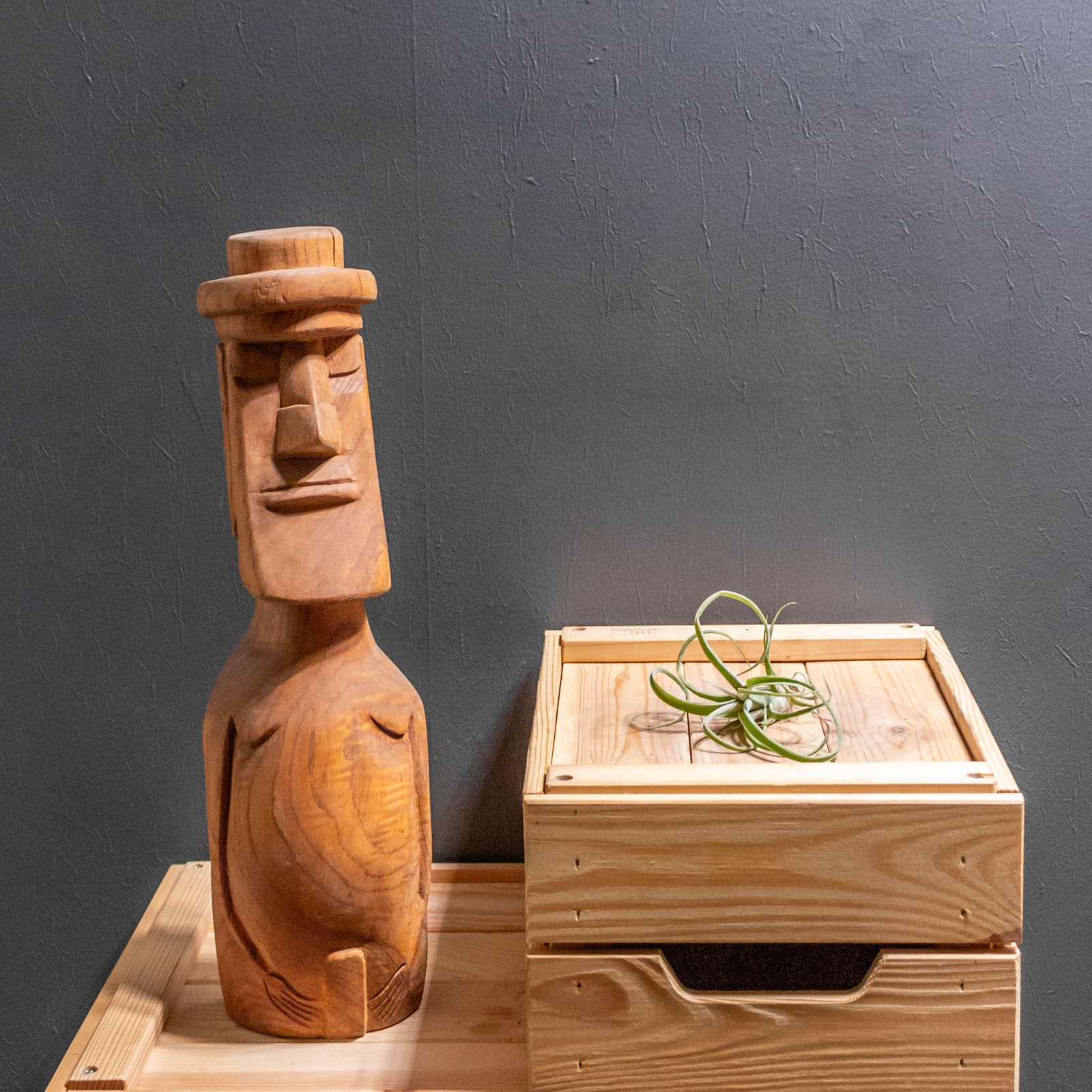 Tillandsia Curly Slim