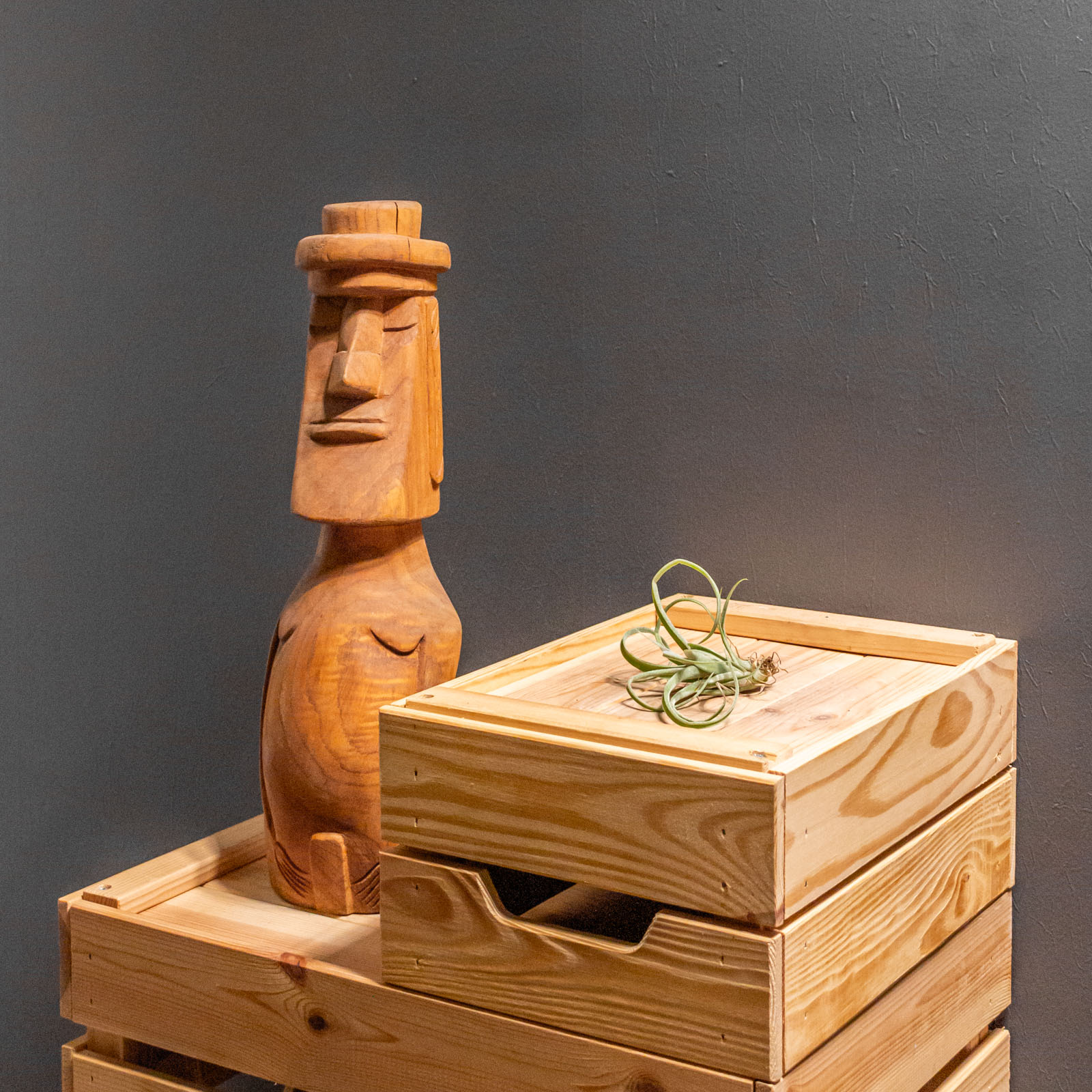 Tillandsia Curly Slim