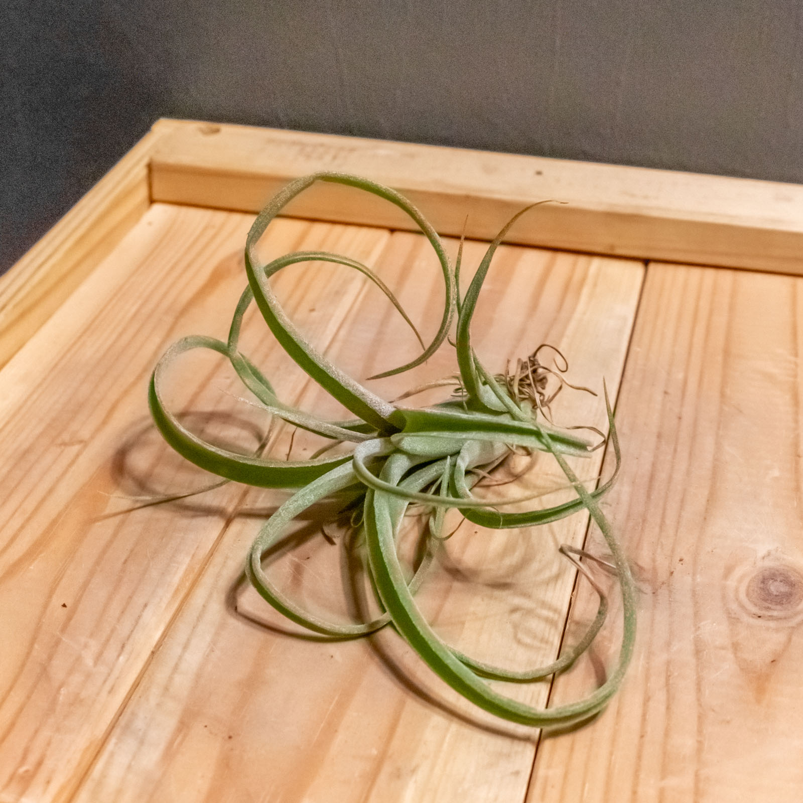Tillandsia Curly Slim