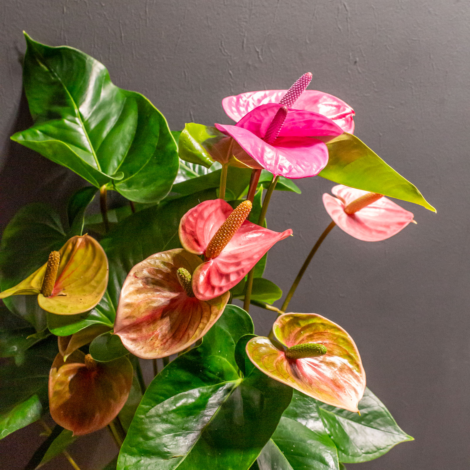 Anthurium Cavalli
