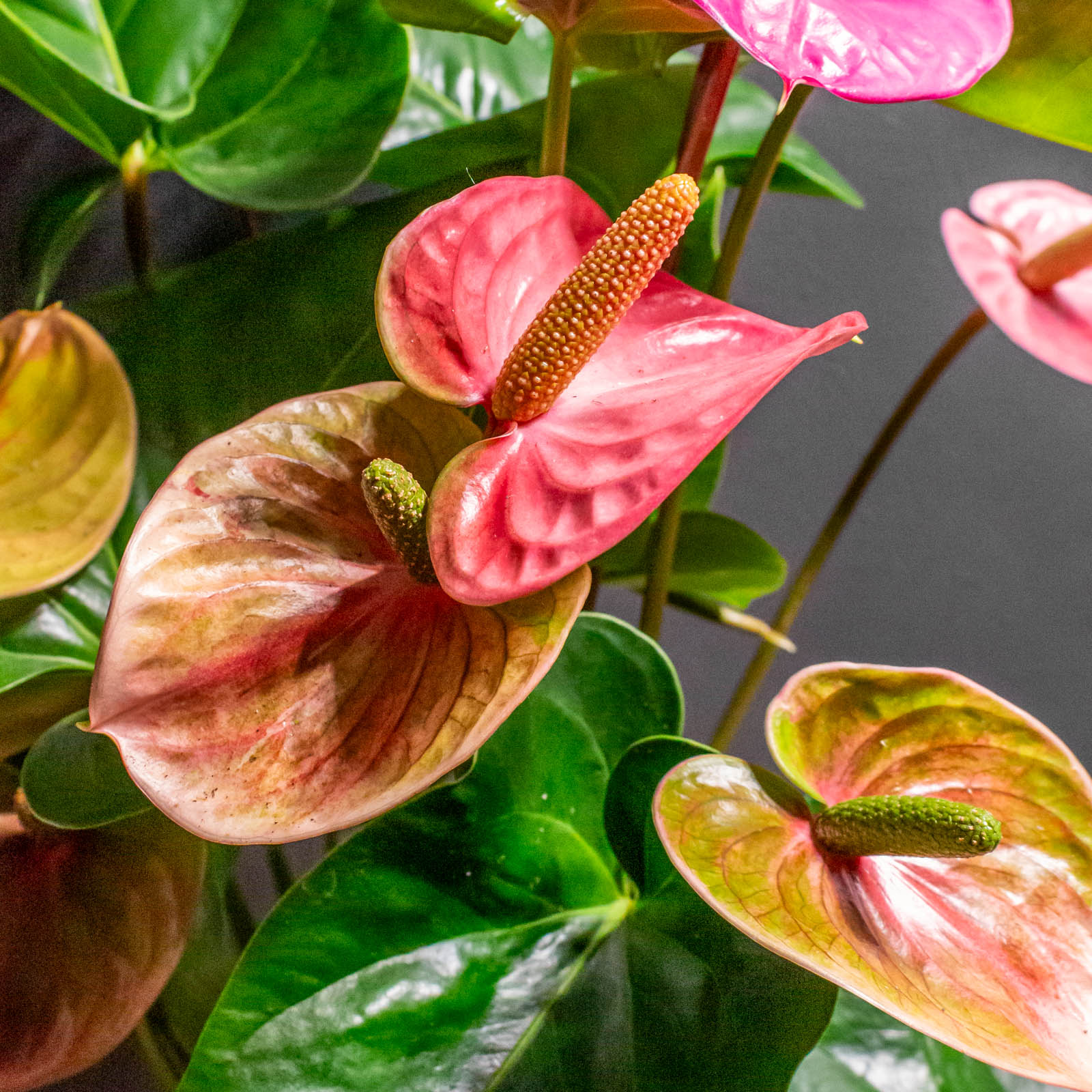 Anthurium Cavalli