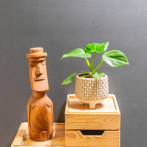 Philodendron Pittieri 12cm