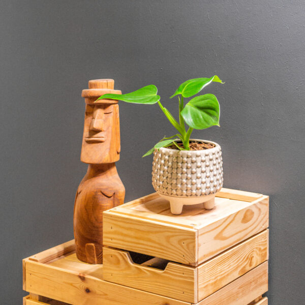 Philodendron Pittieri 12cm