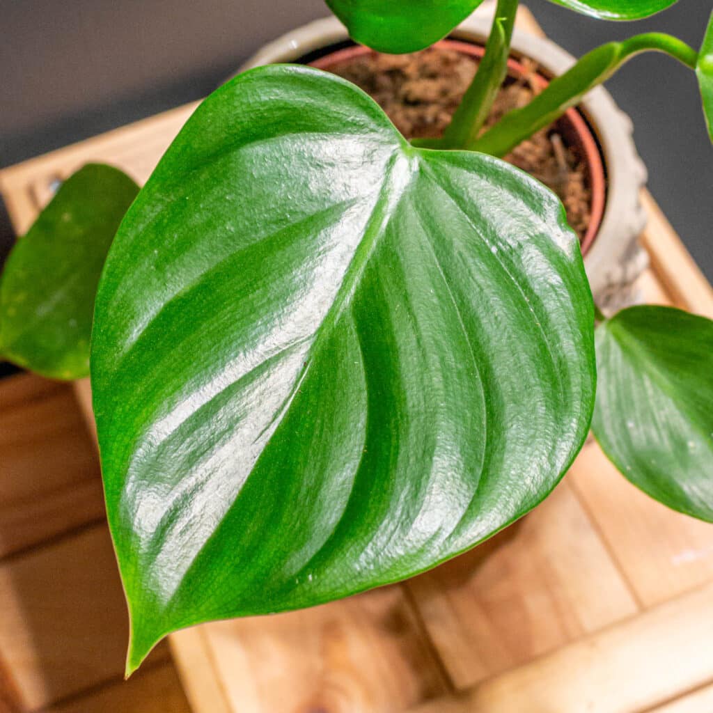 Philodendron Pittieri - Moai Jungle - Tbb, mint gondoln
