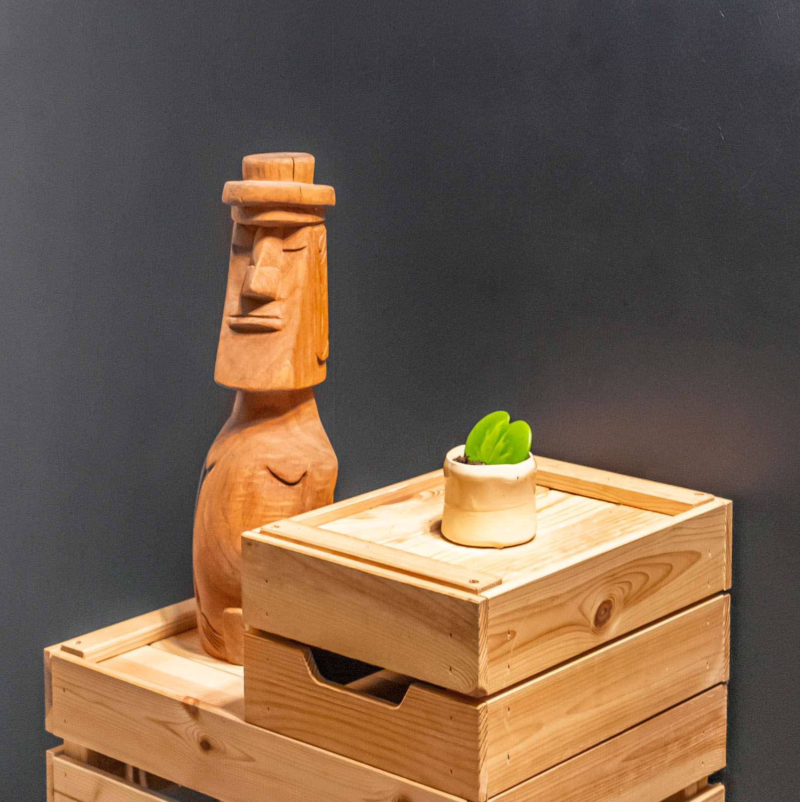 Hoya Kerrii Reserse 6cm