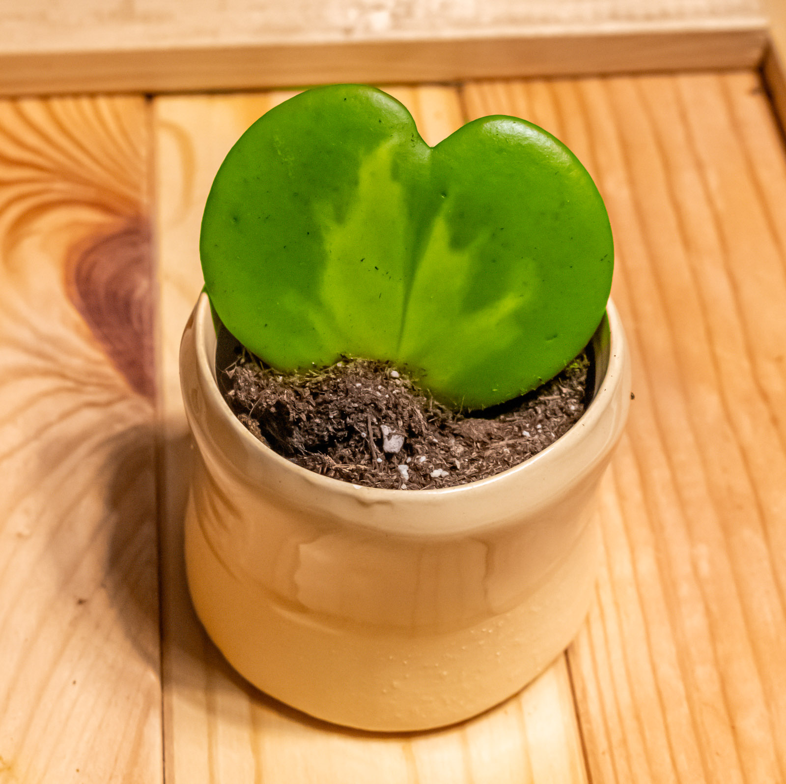 Hoya Kerrii Reserse 6cm