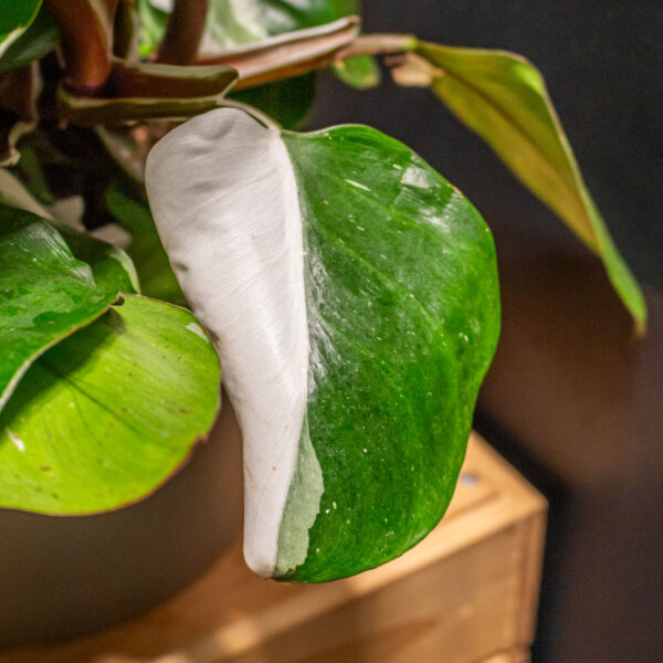 Philodendron White Knight 15cm