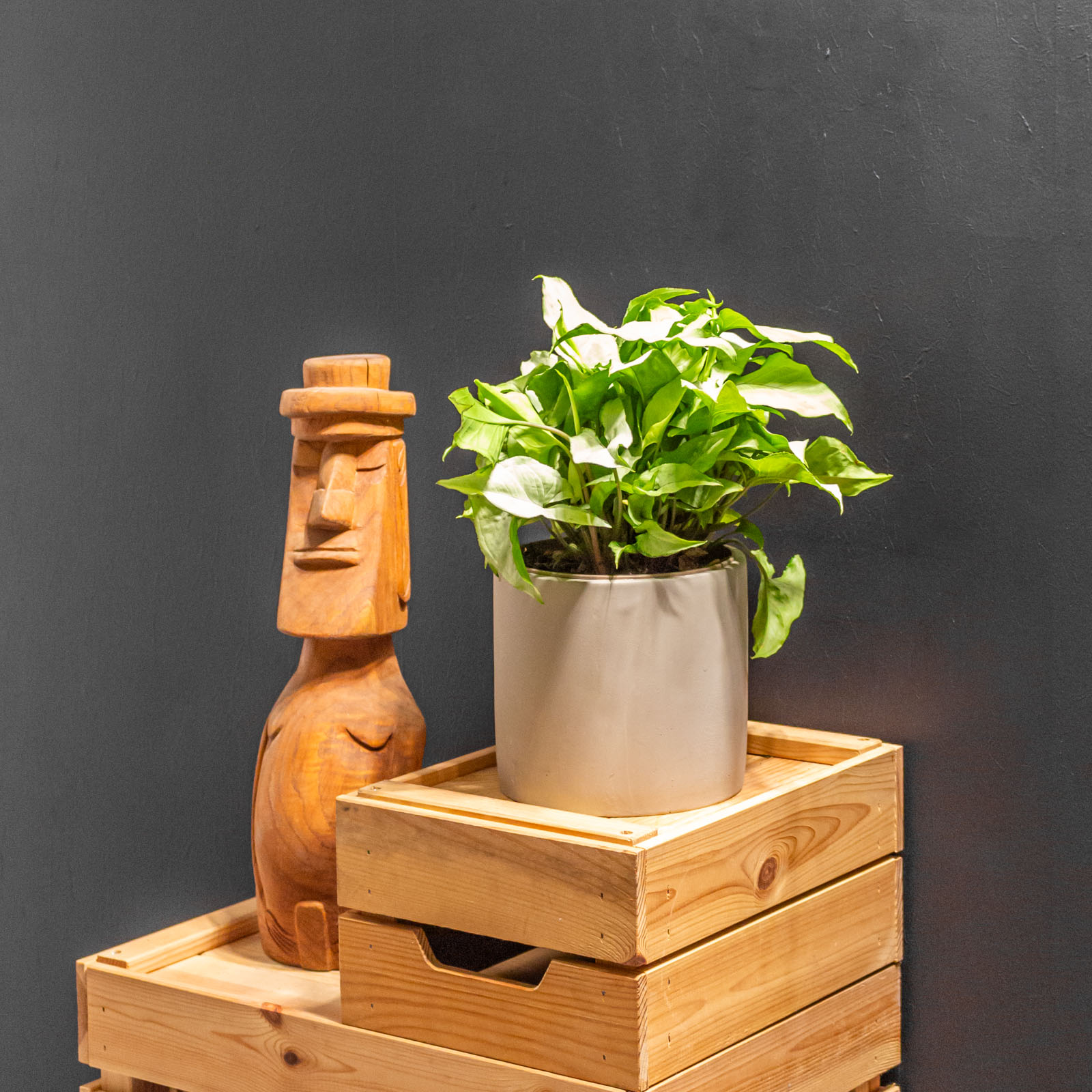 Syngonium Ngern Lai Ma 15cm