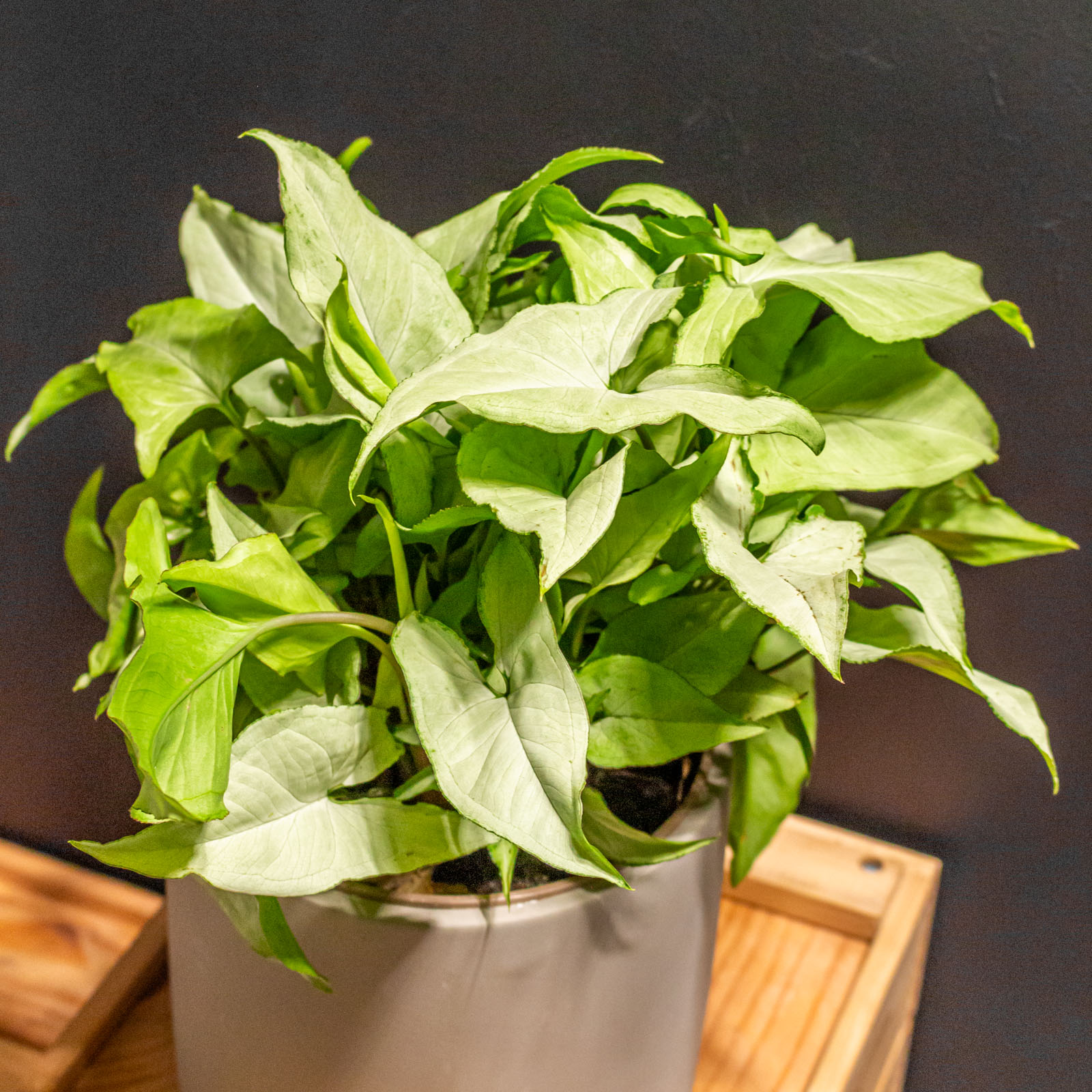 Syngonium Ngern Lai Ma 15cm