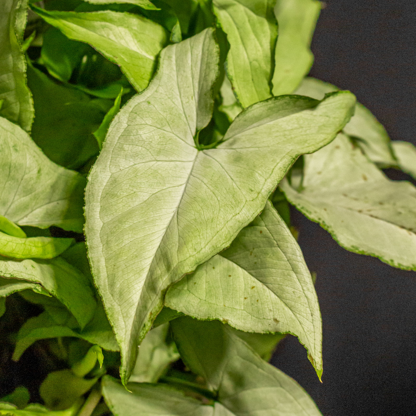 Syngonium Ngern Lai Ma 15cm