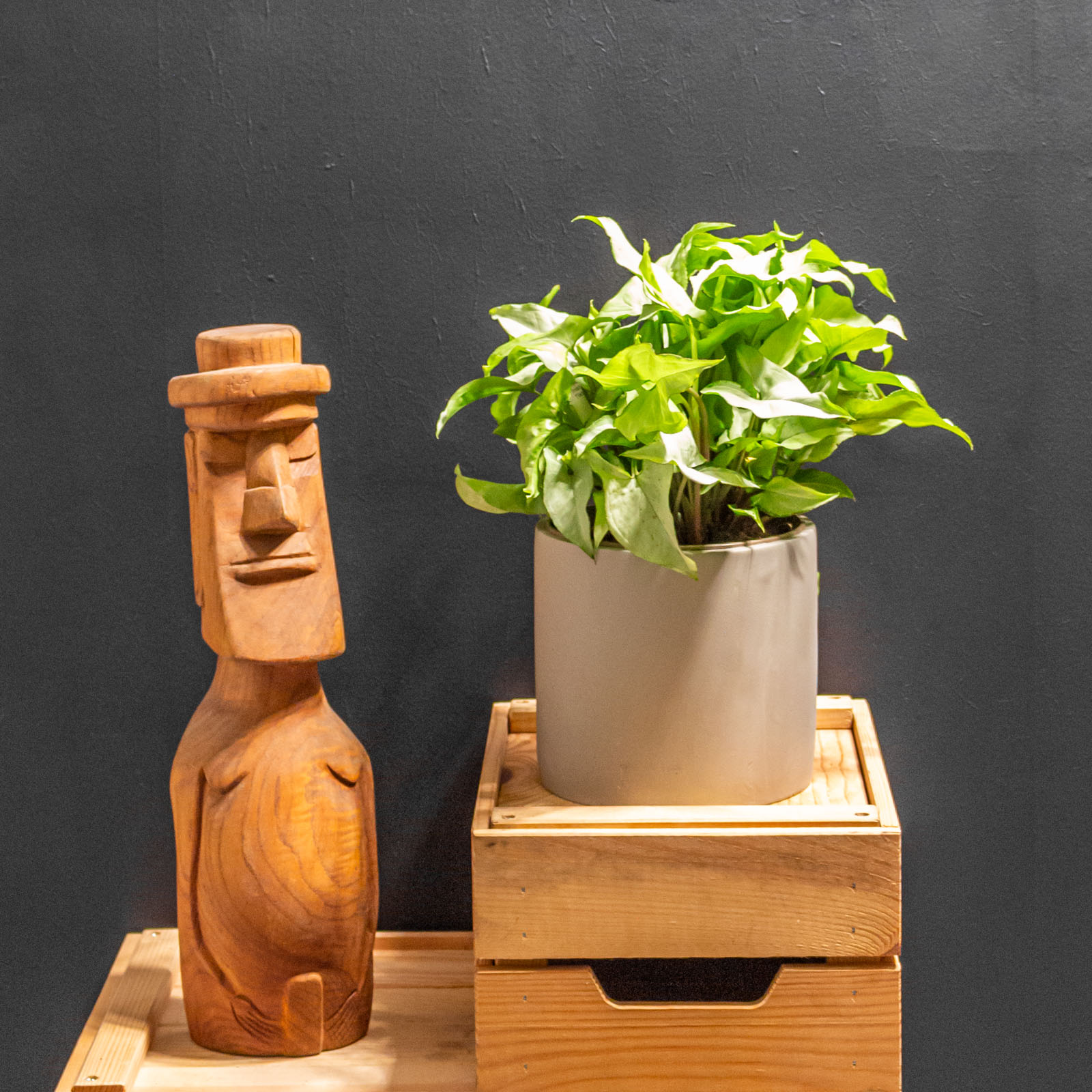 Syngonium Ngern Lai Ma 15cm