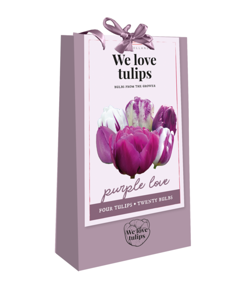 Tulipán We love Tulips Lila