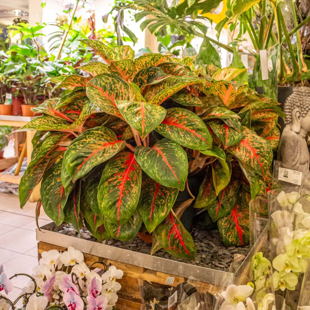 Aglaonema Cocomelon 30cm