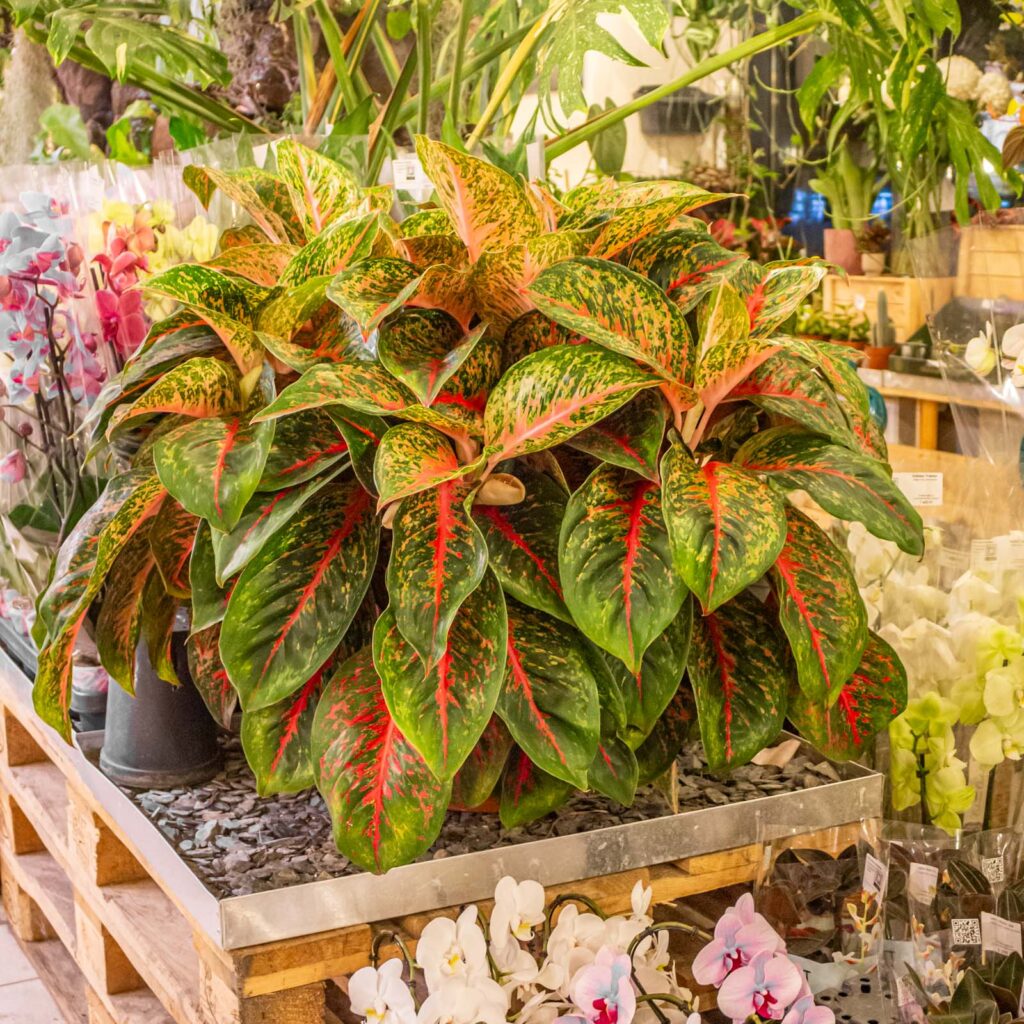 Aglaonema Cocomelon 30cm