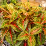 Aglaonema Cocomelon 30cm