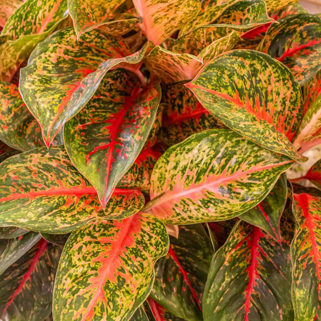 Aglaonema Cocomelon 30cm