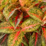 Aglaonema Cocomelon 30cm
