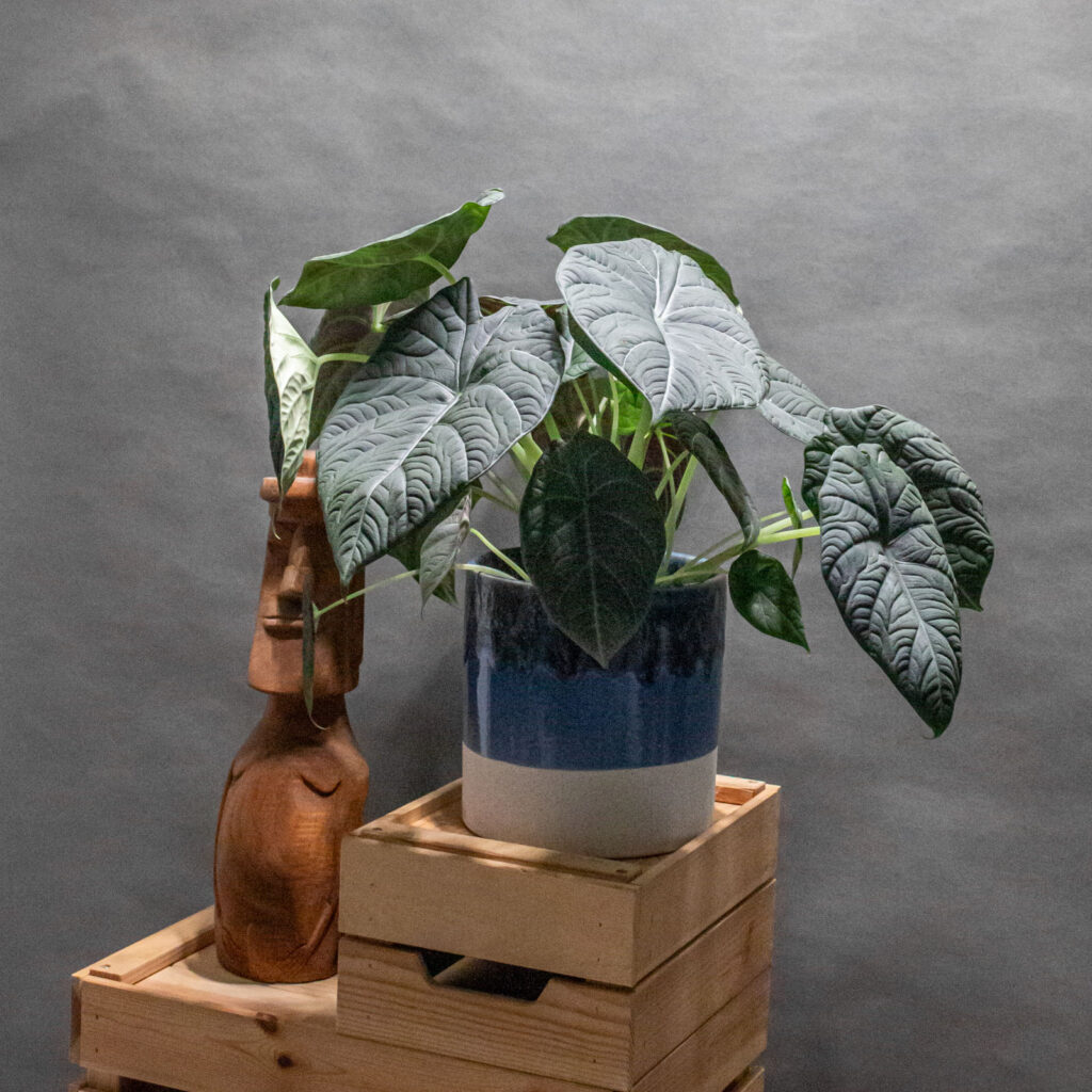 Alocasia Maharani 17cm