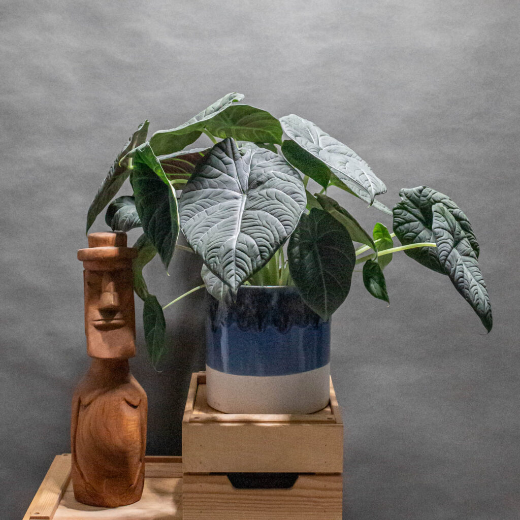 Alocasia Maharani 17cm