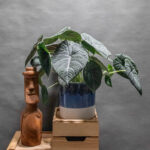 Alocasia Maharani 17cm