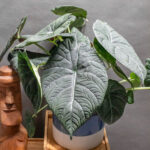 Alocasia Maharani 17cm
