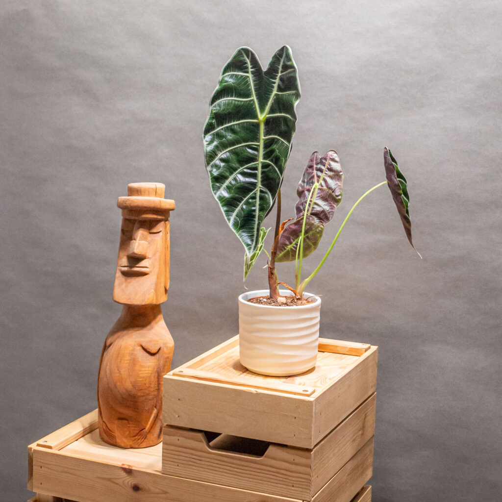 Alocasia Watsoniana 10cm