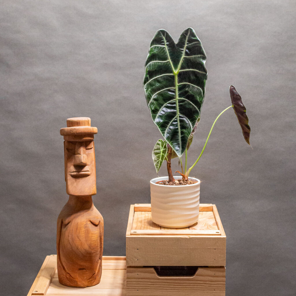 Alocasia Watsoniana 10cm