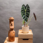 Alocasia Watsoniana 10cm