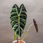 Alocasia Watsoniana 10cm