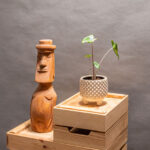 Alocasia Zebrina Variegata 10cm