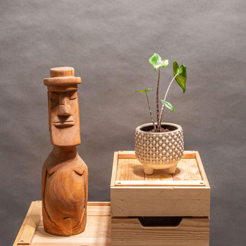 Alocasia Zebrina Variegata 10cm