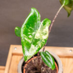 Alocasia Zebrina Variegata 10cm