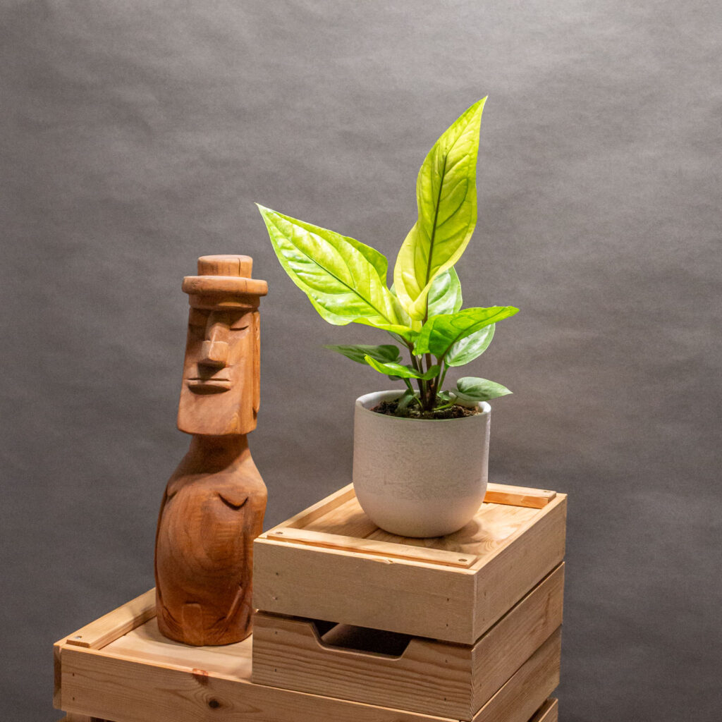 Anthurium Hookeri 12cm