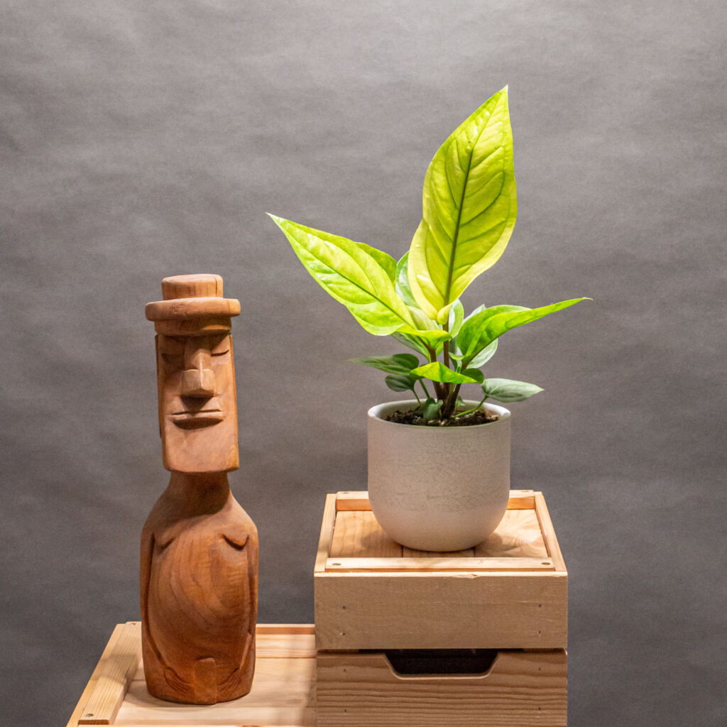 Anthurium Hookeri 12cm