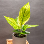 Anthurium Hookeri 12cm