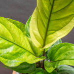 Anthurium Hookeri 12cm