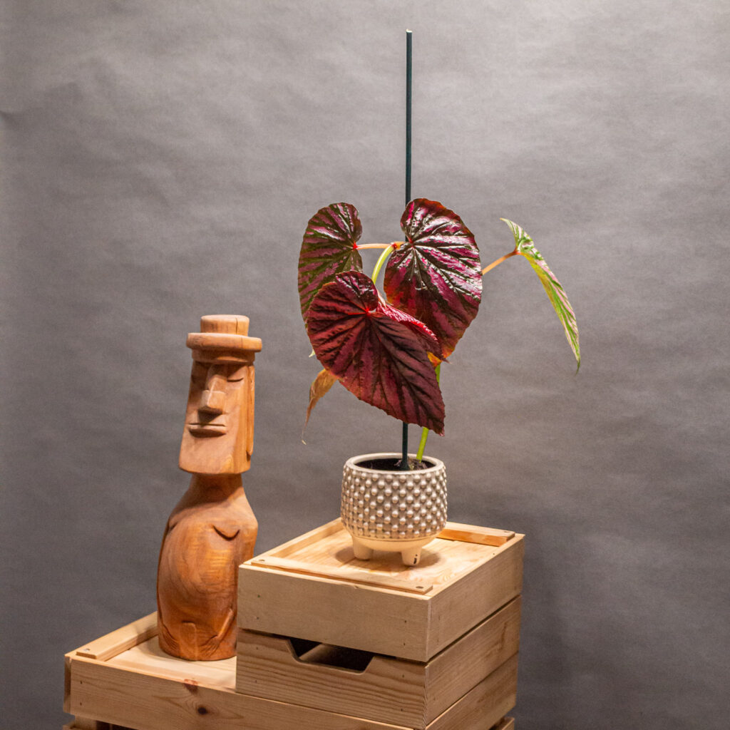 Begonia Brevirimosa 9cm