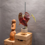 Begonia Brevirimosa 9cm