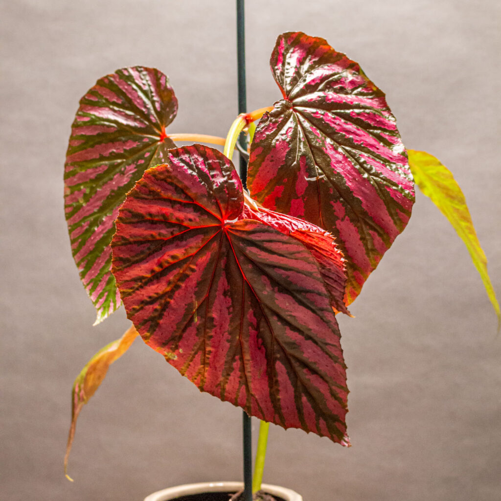 Begonia Brevirimosa 9cm
