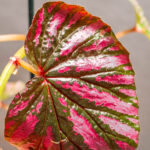 Begonia Brevirimosa 9cm