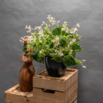 Begonia Dracopelta 14cm