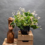 Begonia Dracopelta 14cm