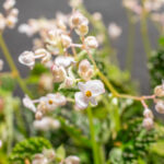 Begonia Dracopelta 14cm