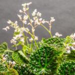 Begonia Dracopelta 14cm