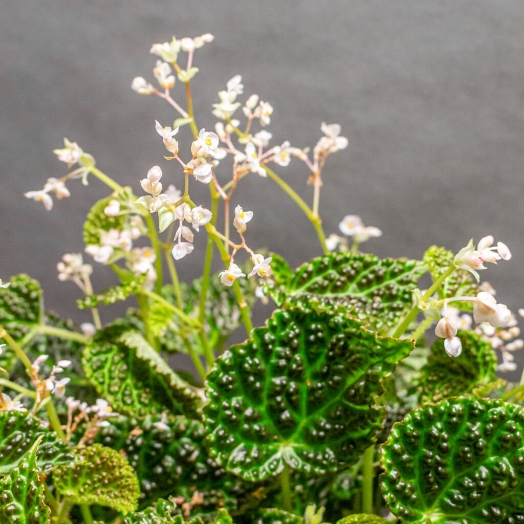 Begonia Dracopelta 14cm