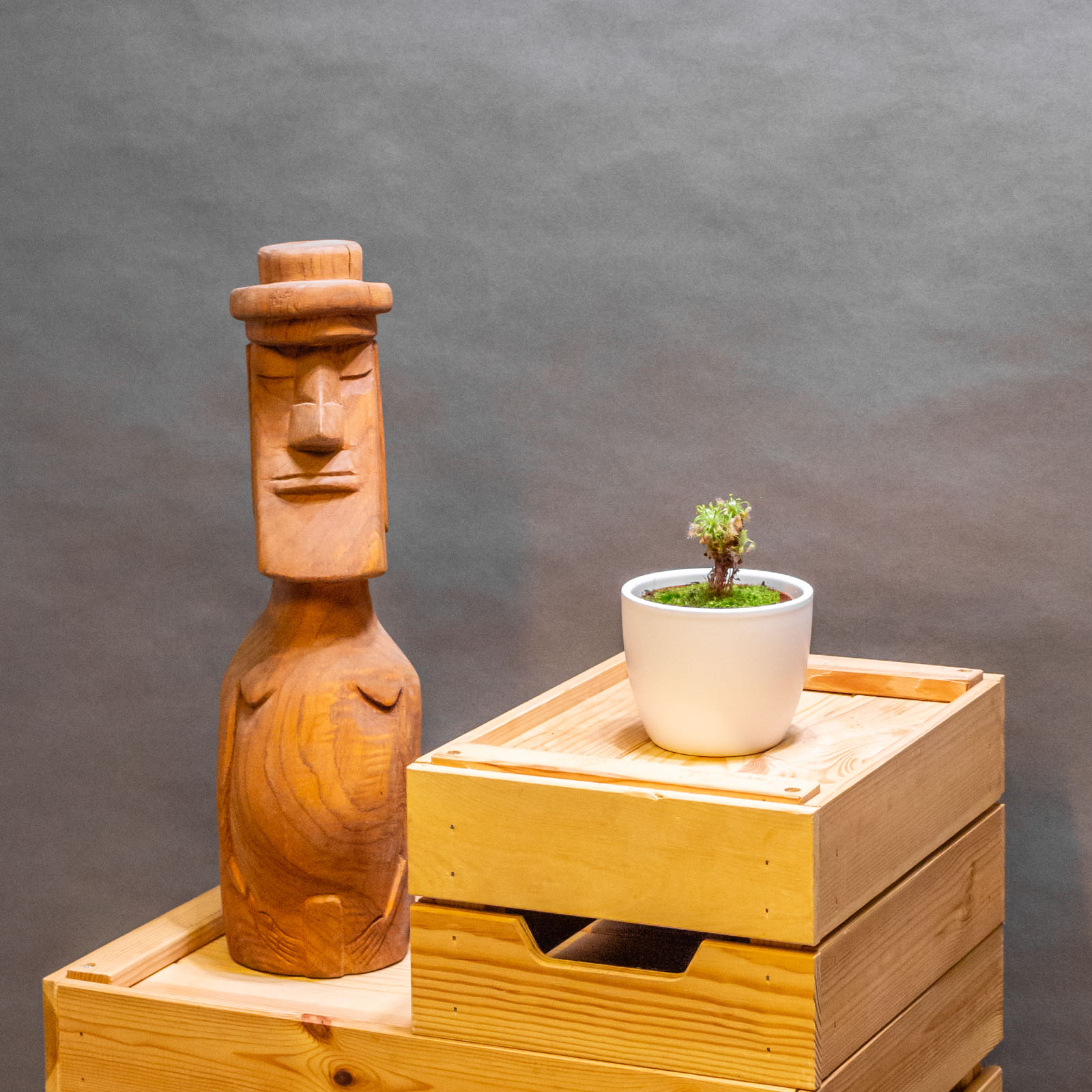 Drosera Scorpioides 8cm