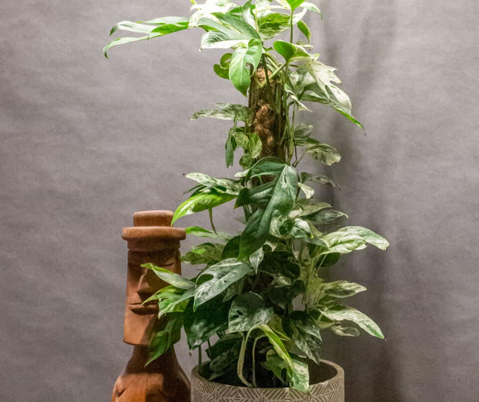Epipremnum Marble Variegata 17cm