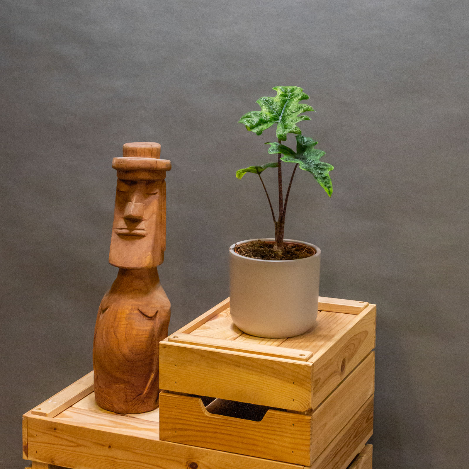 Alocasia Jacklyn 12cm