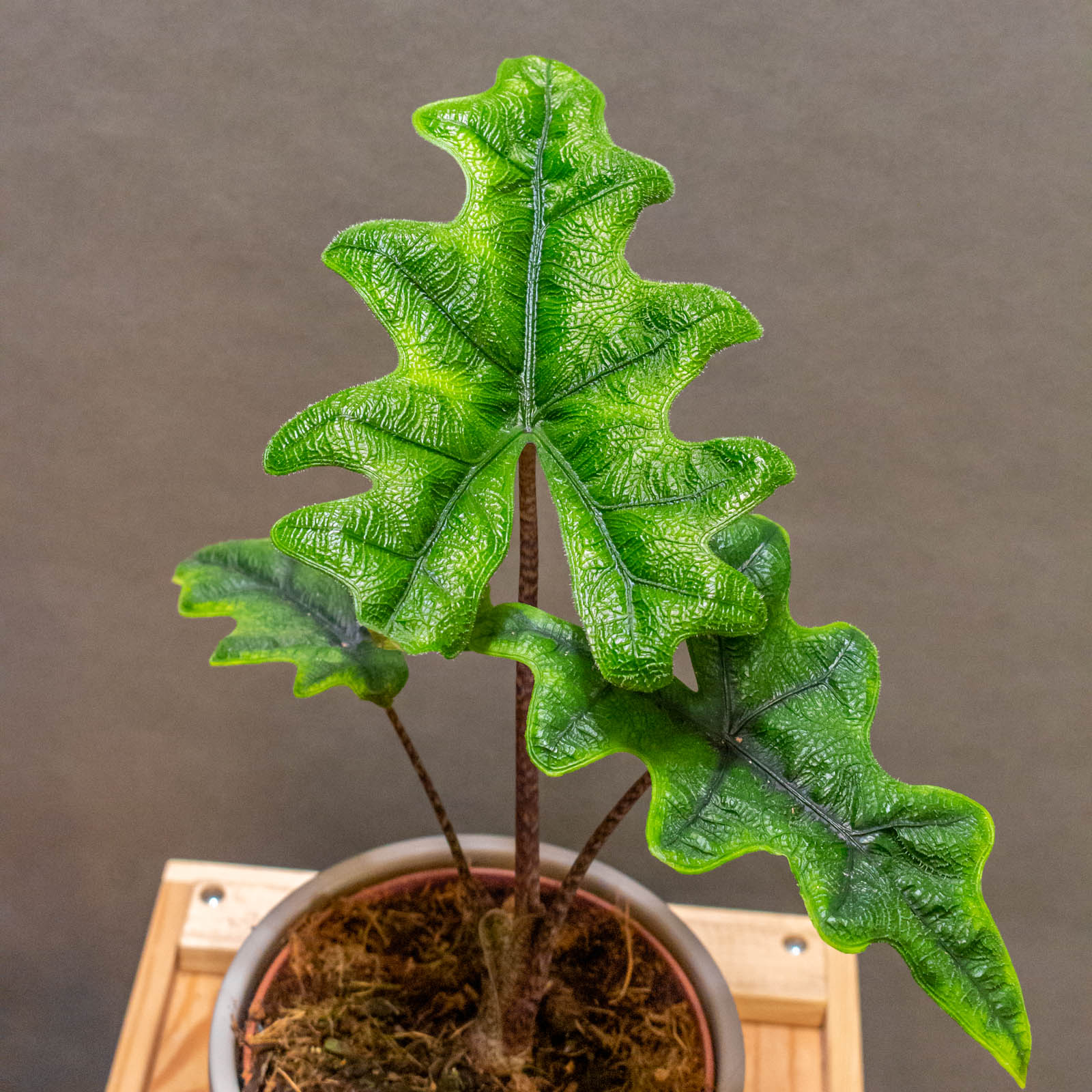 Alocasia Jacklyn 12cm
