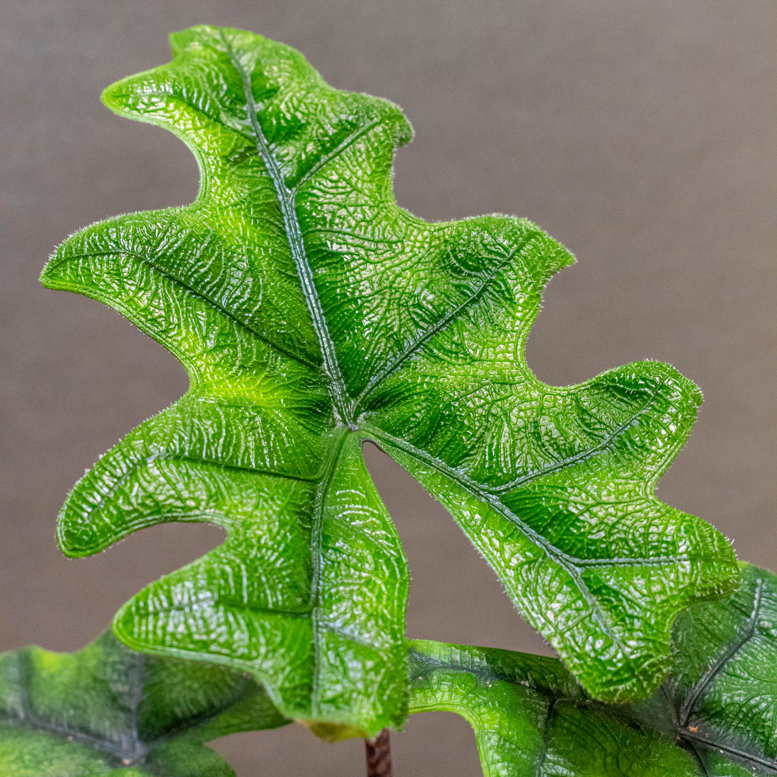 Alocasia Jacklyn 12cm